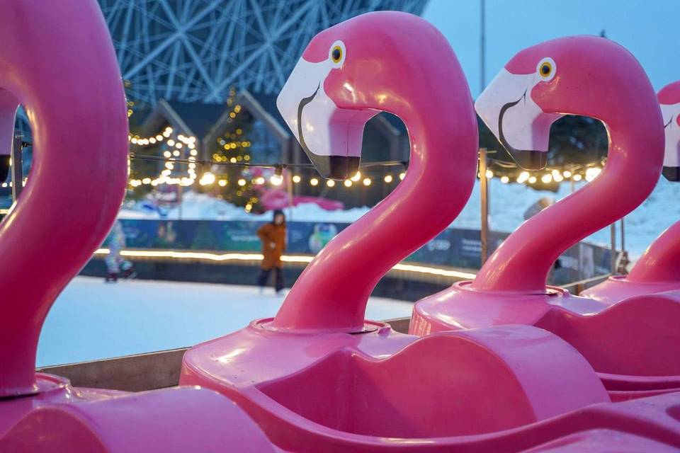 В Волгограде обосновалась семья розовых фламинго