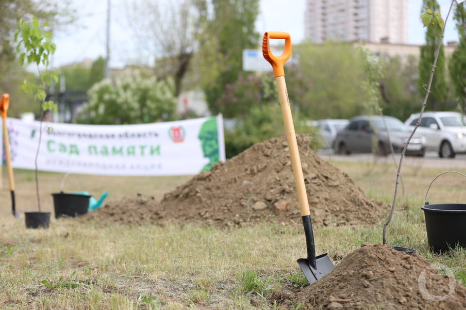 В Волгоградской области стартует международная акция «Сад Памяти»