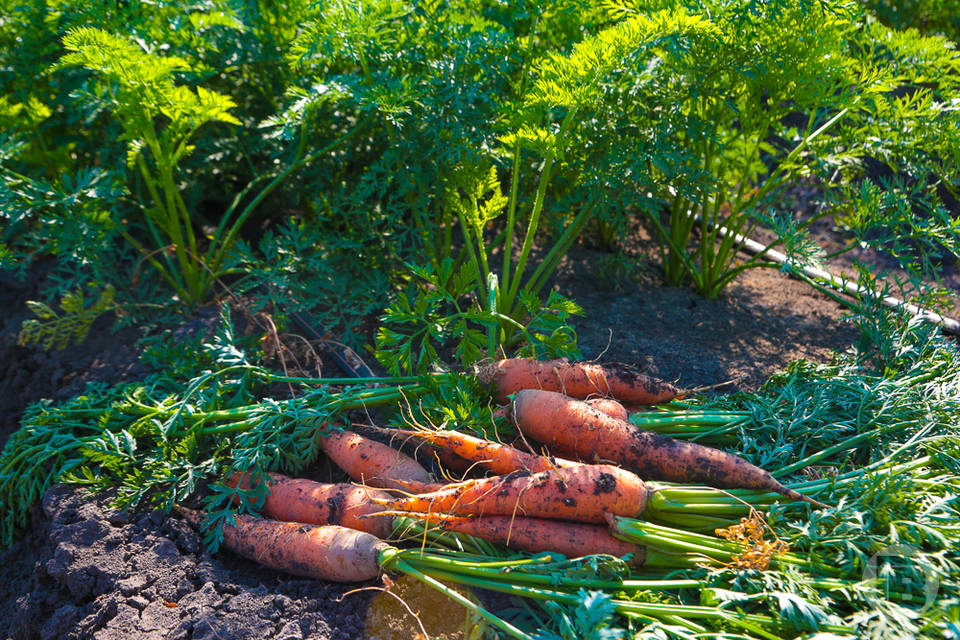 Более 100 тонн моркови уехали из Волгоградской области в Казахстан