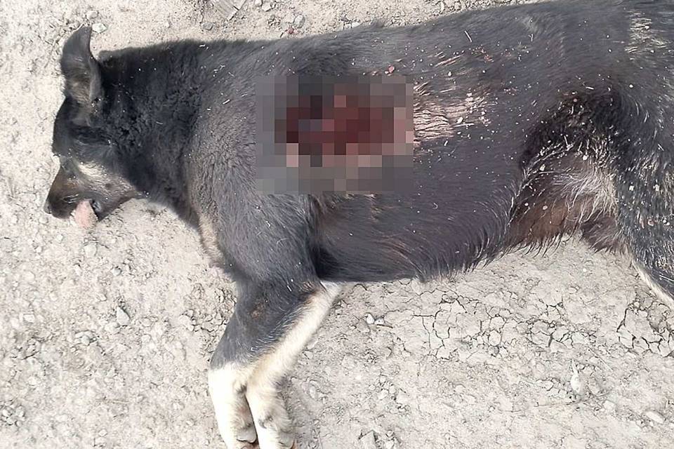 В Волгограде неизвестные расстреляли собак на промзоне
