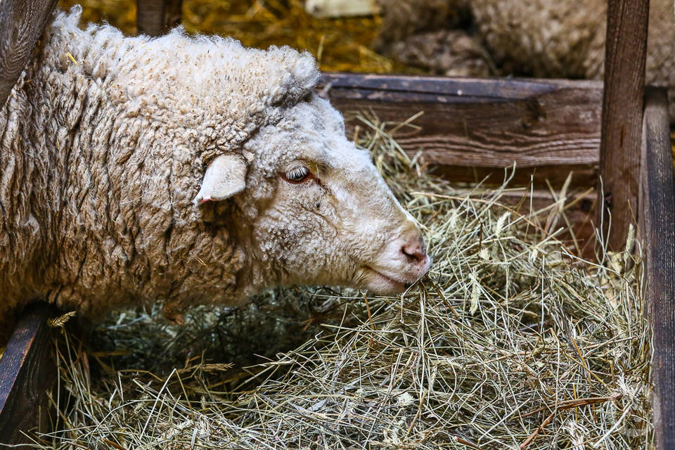 В Волгограде хозяин сгоревших овец засудил энергетиков