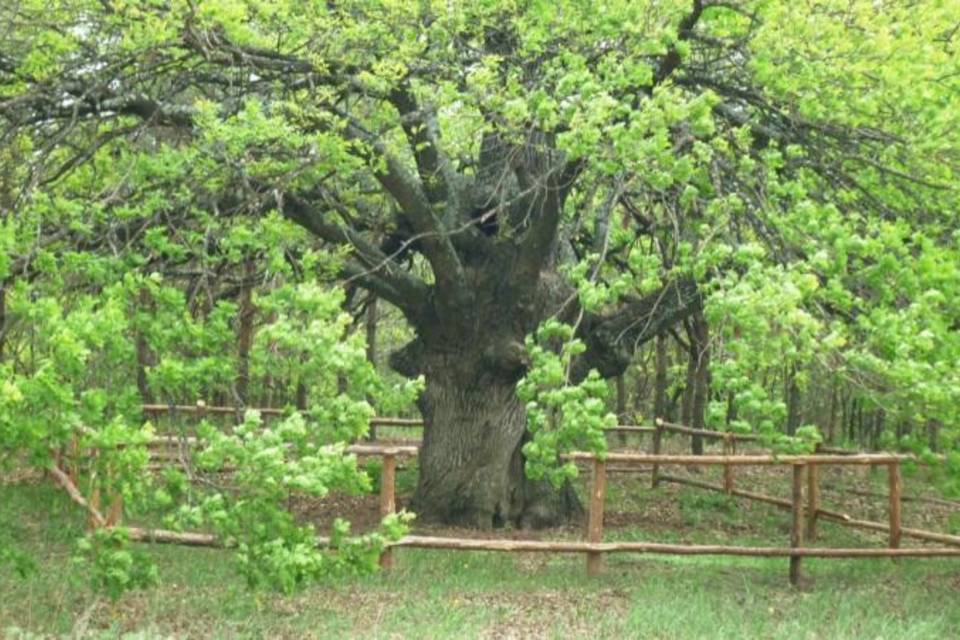 Волгоградский дуб-великан поборется за звание «Российское дерево года»