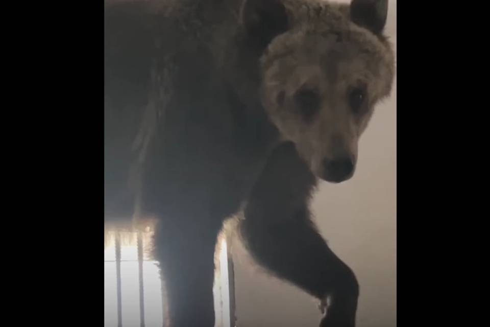 Саратовская медведица Маша-Венера поселилась в белгородском зоопарке