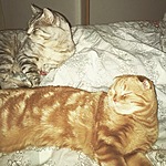 Арчи - рыжий кот, Барс - серый кот КОРОТАЕМ ВЕЧЕРОК
