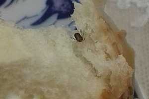 Булочка с «кунжутом»: волгоградец нашел в магазинной выпечке жука