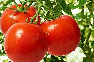 Волгоградским помидорам грозит иноземный вредитель — южноамериканская томатная моль