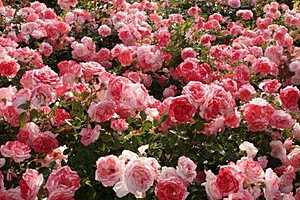 Волжанин подарил загсу 300 розовых кустов