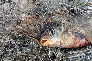 Браконьер идет под суд за ловлю рыбы в Волго-Донском канале