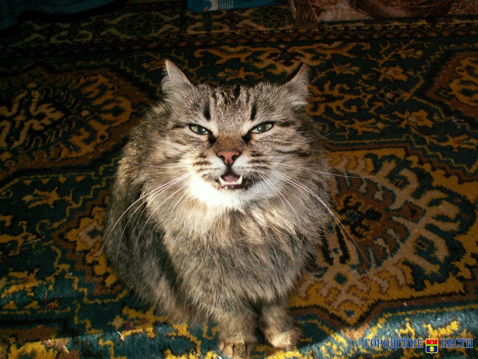 Волгоградцам рассказали, почему кошки ведут себя агрессивно
