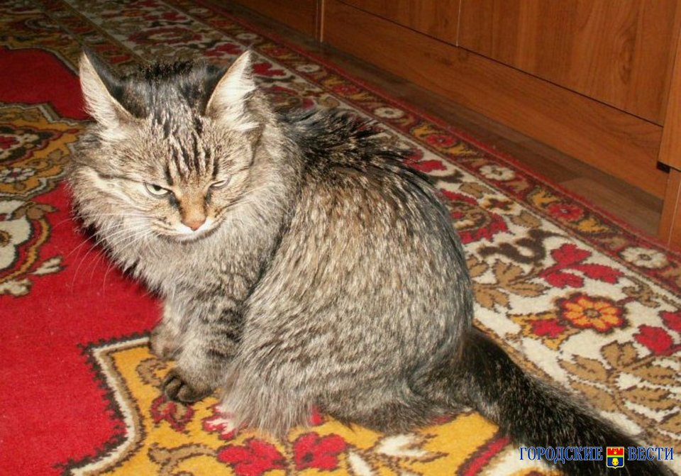 Кошка в домашних условиях: ухаживаем за домашней кошкой в квартире
