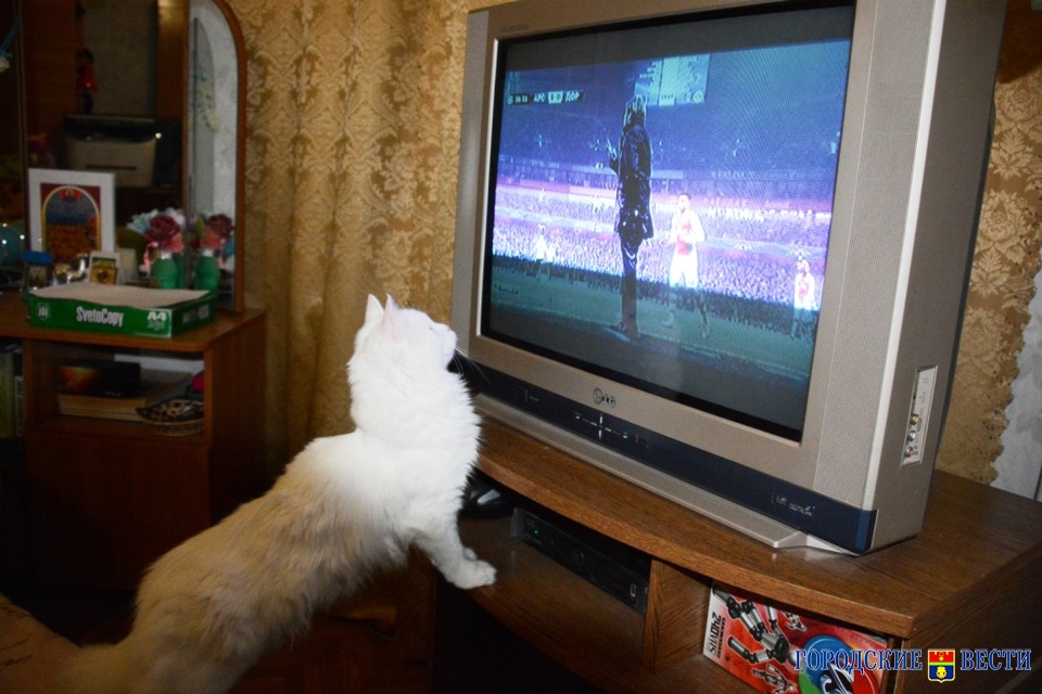 Волгоградцам объяснили, почему кошки смотрят телевизор