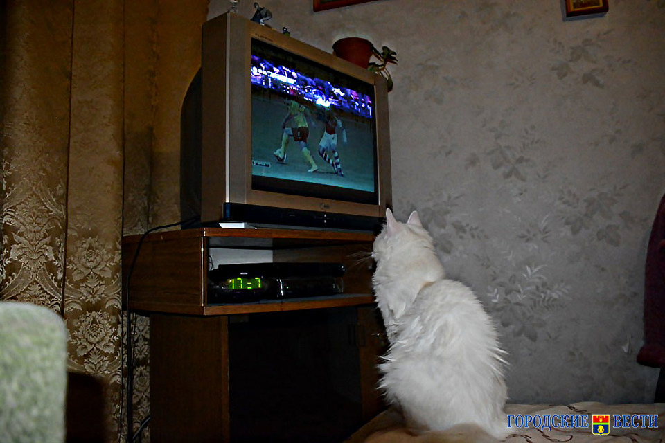 Волгоградцам объяснили, почему кошки смотрят телевизор