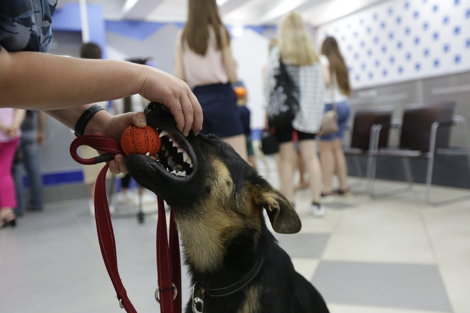 Волгоградские собаки. Собаки на службе фото. Выставка собак в Волгограде 2023. Выставка собак в Волгограде 2022.