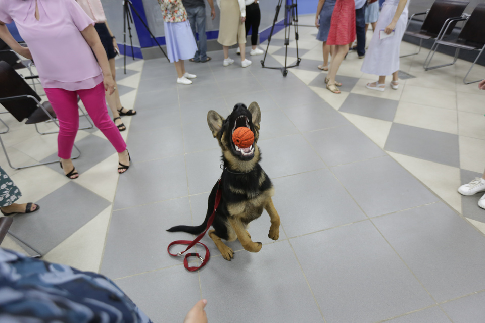 Выставка собак волгоград. Волгоградские собаки. Собаки в Волгограде. Выставка собак в Волгограде 2024. Собаки в Волгограде фото.