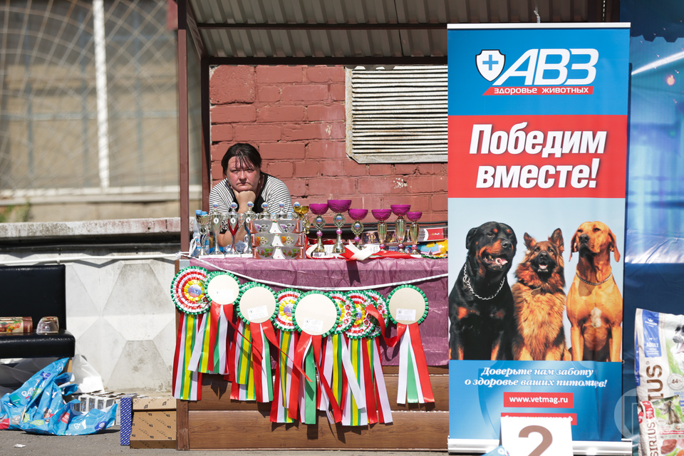 Выставка собак волгоград. Выставка собак в Волгограде 2023. Выставка собак в Волгограде 2022. Выставки собак Волгоград. Выставка собак в Волгограде фото.