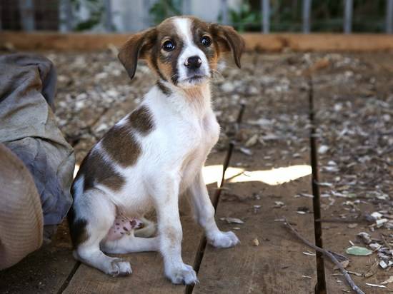 Благодаря Горпитомнику 80 бродячих собак обрели новый дом