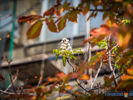 В центре Волгограда в середине октября цветут каштаны