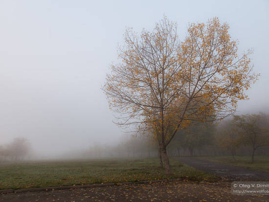 Туман задержится в Волгограде до вторника