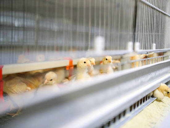 В Волгоградской области увеличат производство сельхозпродукции