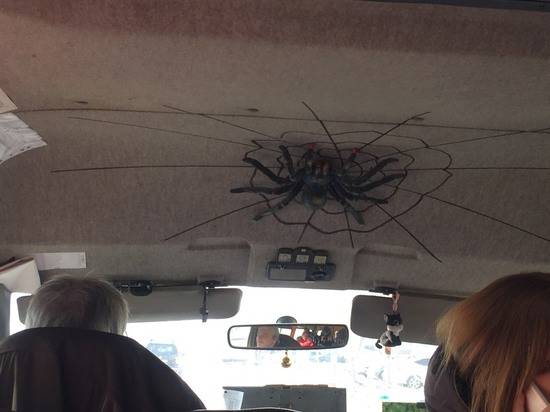 Гигантский черный паук в маршрутке напугал волгоградцев