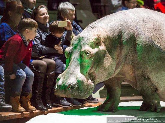 Пятитонные артисты и танцующие лайки: в Волгоград приехало цирковое шоу «Гиппопотамус»