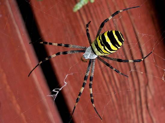 Сезон открыт: волгоградцы снова делятся снимками огромных пауков