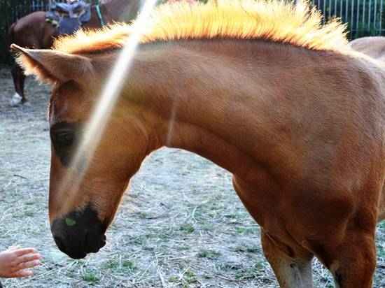 На окраине Волгоградской области легковушка столкнулась с лошадью