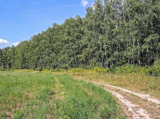 В Волгоградской области появятся лесопарковые пояса