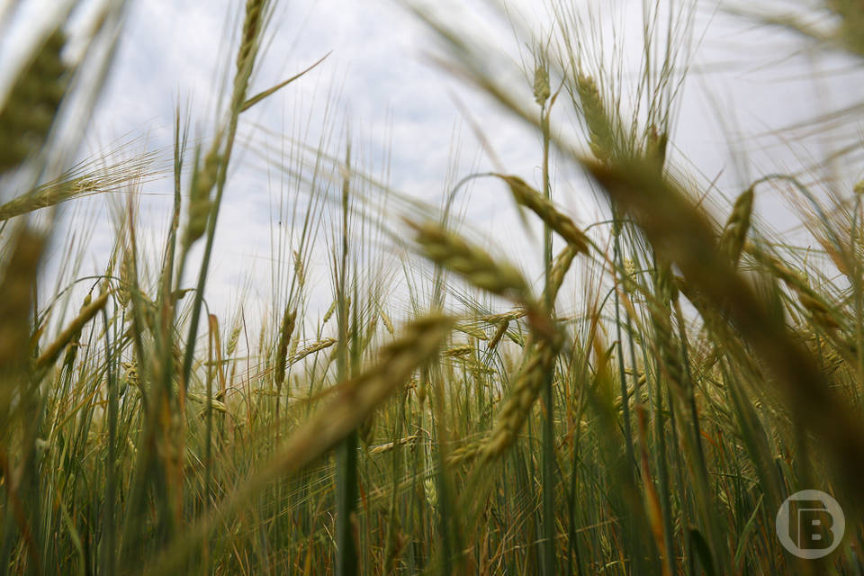 Ко Дню поля в Волгоградской области аграрии намолотили уже 460 тысяч тонн зерна