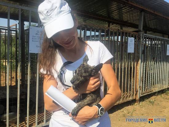 Уже нашел: волгоградский проект «Ищу хозяина» помогает бездомным собакам обрести семью