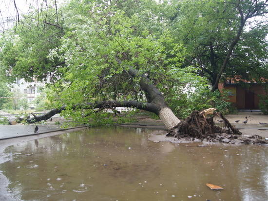 На западе Волгограда упавшее во время ливня дерево перегородило улицу