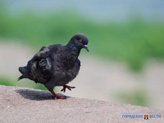 Горожан напугала массовая гибель голубей в центре Волгограда