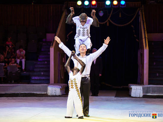 Дрессированные овчарки и шимпанзе покоряют волгоградских зрителей