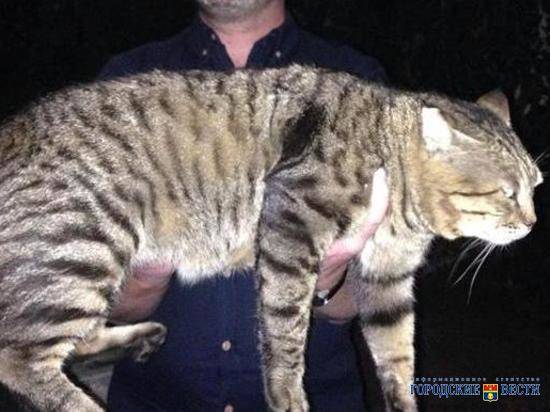 Волгоградец вырастил из уличного кота тигра