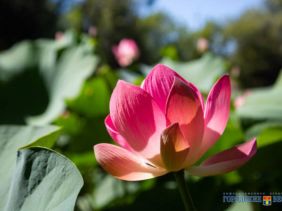 Волгоградская область превратилась в столицу лотосов