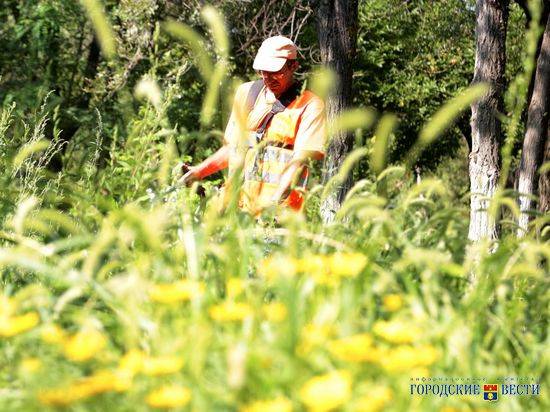 Волгоградские коммунальщики скосили 350 тысяч «квадратов» травы за неделю