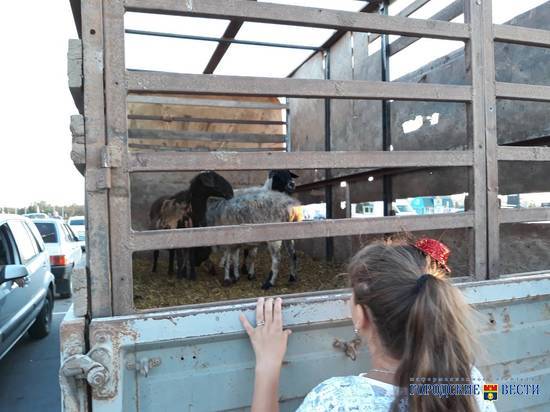 Овцы на парковке ТЦ «Акварель» удивили волгоградцев