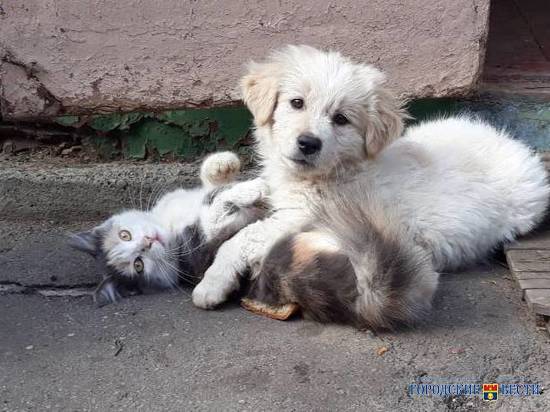 В Волгограде домашняя кошка вырастила щенка как собственного котенка