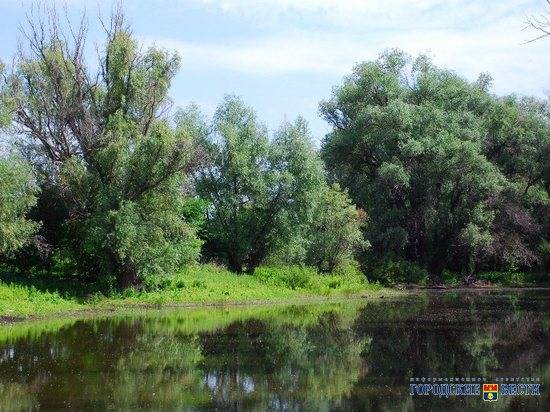 Живи, лес: в Волгоградской области высадят 8000 кустарников и деревьев