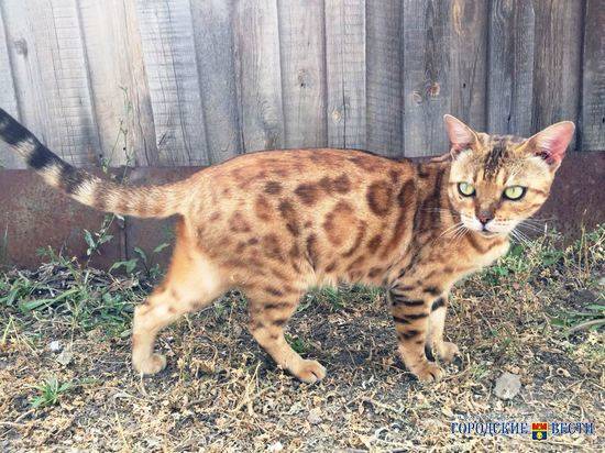 Волгоградские дачи охраняет кошка-леопард с мужским именем
