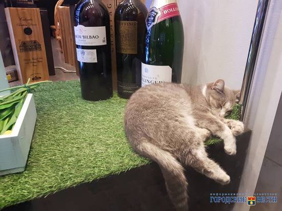 В центре Волгограда в винном супермаркете несколько лет живет алкокот