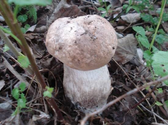 Волгоградцев зовут сходить с гидом по грибы в Волго-Ахтубинскую пойму