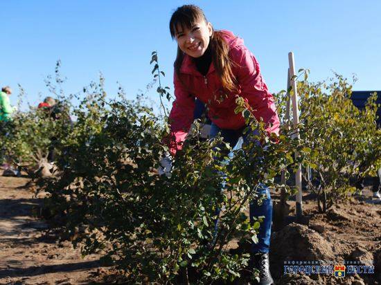 Волгоград украшают саженцами миндаля и рябины
