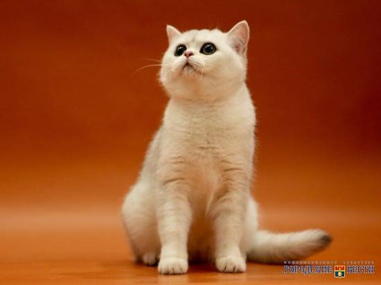 В Волгоград на соревнования приехали самые красивые котики страны