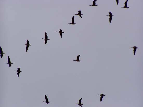 В Волгоградской области над Эльтоном птицы массово рисуют фигуры в небе