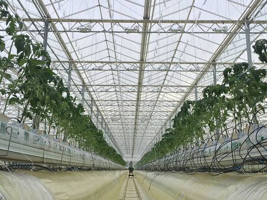 Под Волгоградом создают первый в ЮФО ультрасовременный комплекс теплиц