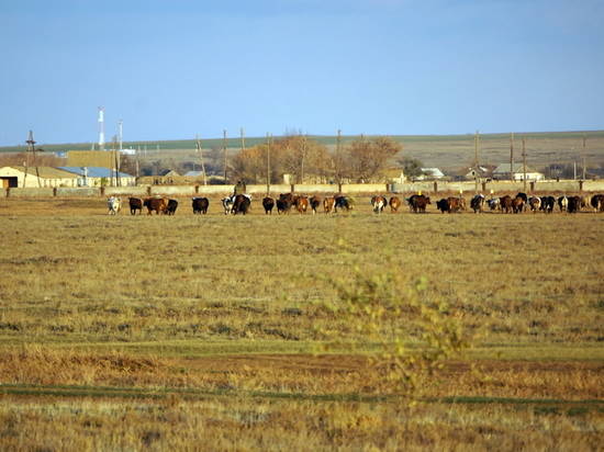 В Волгоградской области начнут разводить шотландских коров и эдильбаевских баранов