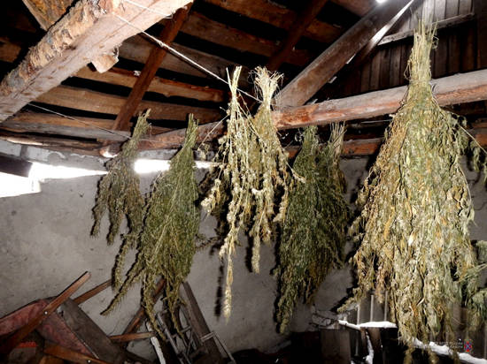 В Волгоградской области 50-летнему любителю травки грозит 10 лет тюрьмы