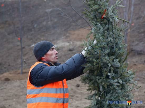 На левом склоне поймы Царицы в Волгограде начали высаживать сербские ели