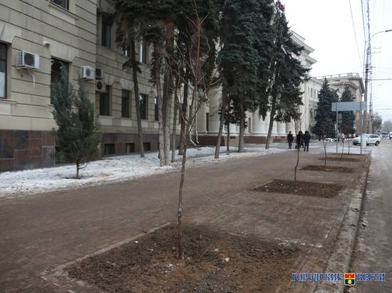 В Волгограде старые «пуховые» тополя заменили молодыми рябинами